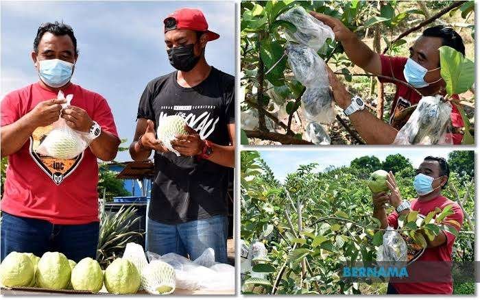 LohanGuava-JambuMelaka.jpeg LohanGuava JambuMelaka