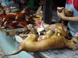 PasarKucing anjing China1