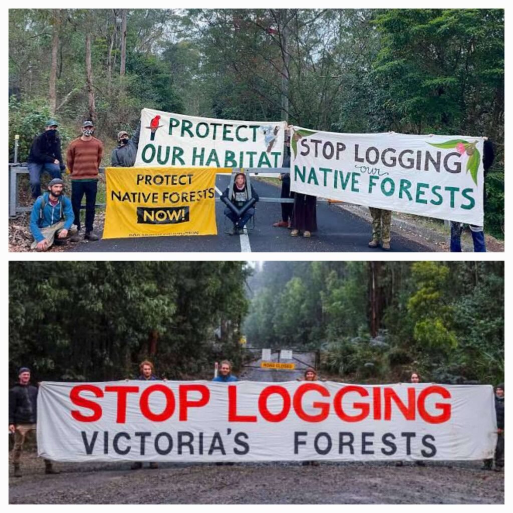 Australia hutan scaled - Info Malang Raya