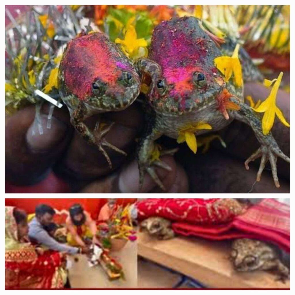 India kodok kawin scaled - Info Malang Raya