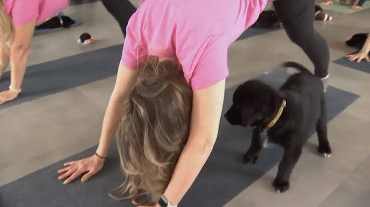 puppy yoga