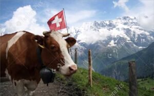 swiss sapi