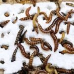 Larva ulat Kenya pemakan plastik