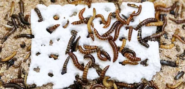 Larva ulat Kenya pemakan plastik