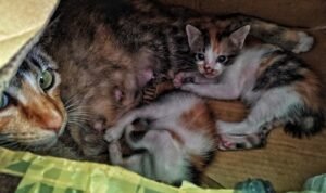 Cara Mengatasi Kucing Stres Setelah Melahirkann