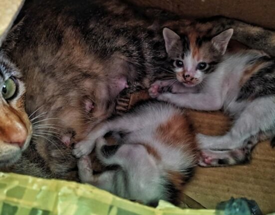 Cara Mengatasi Kucing Stres Setelah Melahirkann
