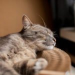 Cara Mengatasi Kucing Stress