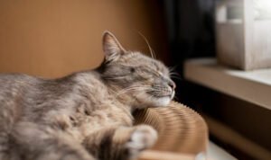 Cara Mengatasi Kucing Stress