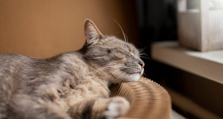 Cara Mengatasi Kucing Stress