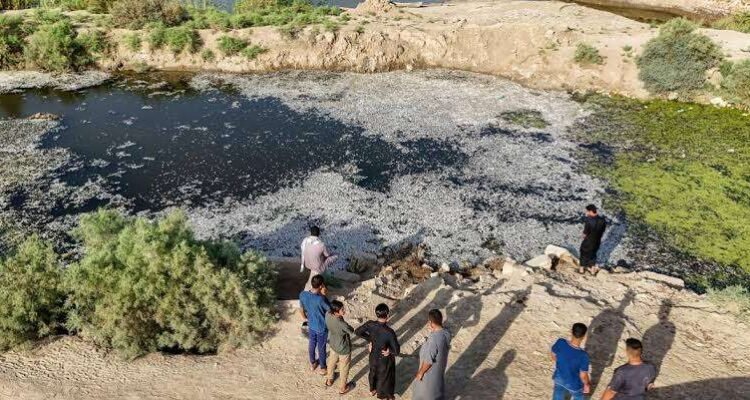 Iraq ikan Najaf