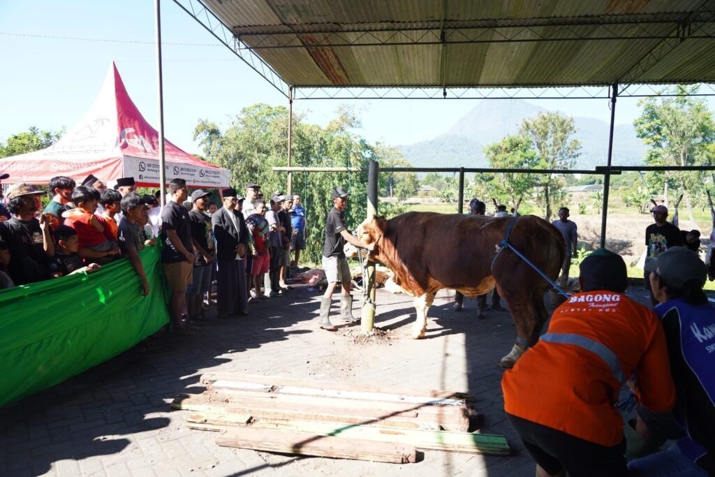 IMR - Jumlah Hewan Kurban di Kota Batu Menurun, Sapi Paling Banyak - Info Malang Raya WhatsApp Image 2025 06 11 at 16.01.53 789c2923 - Info Malang Raya