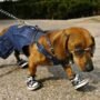 anjing bersepatu