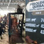 daging qurban idul adha masjid al aqsho BSD 1