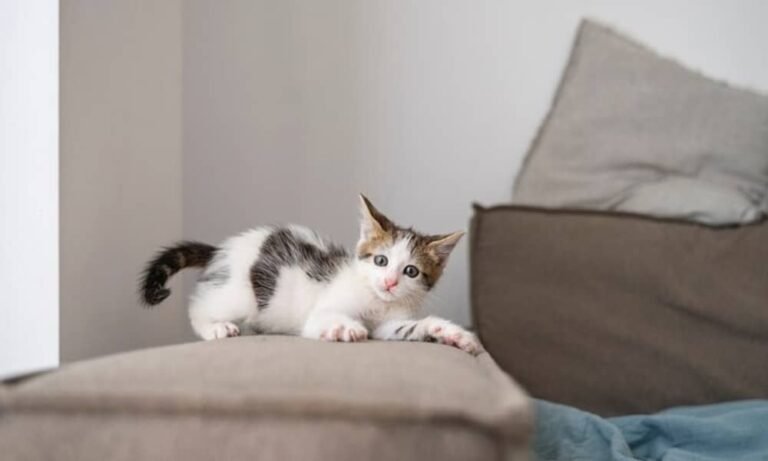Cara Mengatasi Kucing Stres Tidak Mau Makan - Info Malang Raya