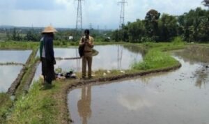 Ilustrasi lahan pertanian di Kota Malang.Foto Dokumen Dispangtan Kota Maljatimtimes P4b09b0d6a2fde3d1 - Info Malang Raya