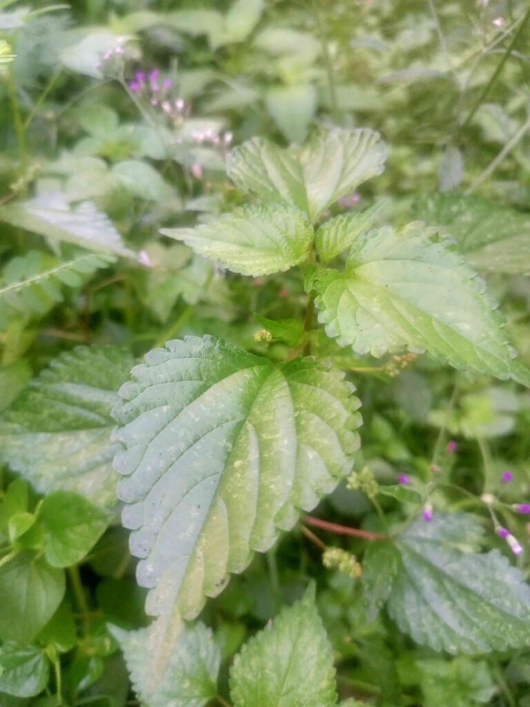 Jelatang “Daun Nakal”: Gatal, Solusi Kesehatan dan Lingkungan AA1LcN6h - Info Malang Raya