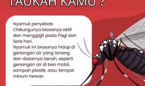 chikungunya - Info Malang Raya