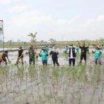 kip sawah - Info Malang Raya