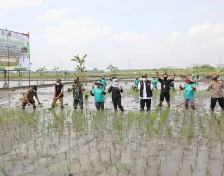 kip sawah - Info Malang Raya