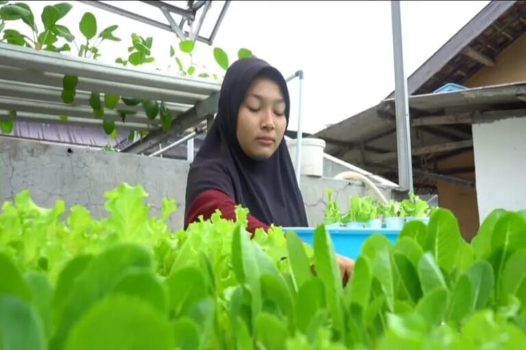 Hidroponik Lamongan1.webp - Info Malang Raya