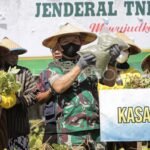 ksad panen kacang hijau dan penanaman jagung di gresik 11u89 dom - Info Malang Raya
