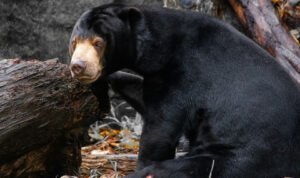 Beruang Madu Indonesia: Habitat Menyempit, Ancaman Meningkat AA1PetyE - Info Malang Raya