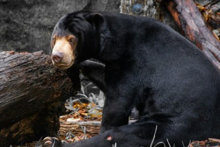 Beruang Madu Indonesia: Habitat Menyempit, Ancaman Meningkat AA1PetyE - Info Malang Raya