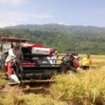 Petani Psm Panen 578x385 1 - Info Malang Raya