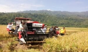 Petani Psm Panen 578x385 1 - Info Malang Raya