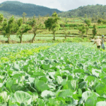 pertanian hortikultura semangati petani 2017 08 18 091836 0 - Info Malang Raya
