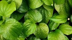 Manfaat Daun Sirih untuk Kesehatan, Tapi Jangan Berlebihan! AA1NuYor - Info Malang Raya