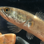 AA1QHFwL 2 - Info Malang Raya