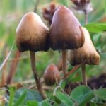 Apa yang Dimakan Jamur dan Cara Makan Jamur AA1QHlev 1 - Info Malang Raya