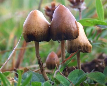 Apa yang Dimakan Jamur dan Cara Makan Jamur AA1QHlev 1 - Info Malang Raya