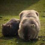 Mengapa Kangguru Menyimpan Anaknya di Kantong? AA1QbhZd - Info Malang Raya