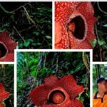 AA1R1ssW - Info Malang Raya