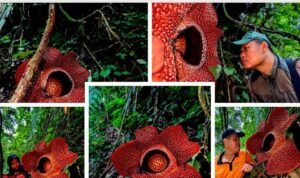 AA1R1ssW - Info Malang Raya