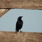 AA1Rmrxk - Info Malang Raya