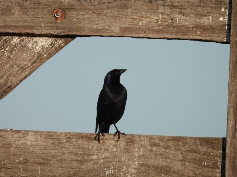 5 Fakta Menarik Burung Shiny Cowbird, Parasit Pintar Amerika Selatan AA1Rmrxk - Info Malang Raya