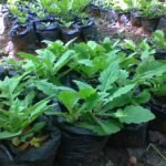 Manfaat daun dewa 3 1 - Info Malang Raya