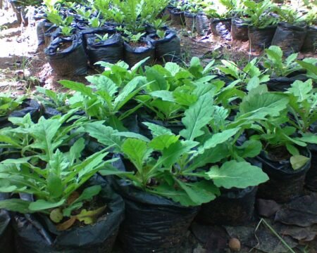 Manfaat daun dewa 3 1 - Info Malang Raya