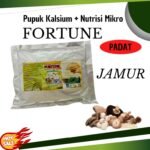 Selain Daging: Tekstur dan Protein Jamur Tiram, Enoki, dan Kuping untuk Diet Nabati Sehat fa32e0885011b0263e7bd8919ec2d0a1 - Info Malang Raya