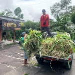 161 Ternak di Lumajang Selamat dari Erupsi Semeru, Pemkab Siapkan Bantuan Pakan pakan ternak.webp - Info Malang Raya