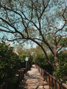 Rekomendasi wisata mangrove di tengah kota Surabaya