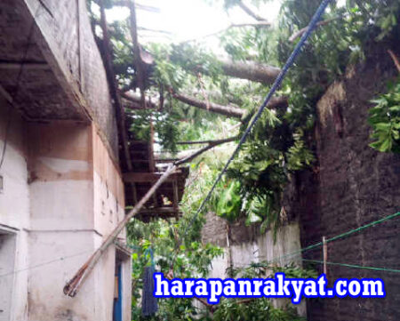 Pohon Tumbang Hantam Honda Brio di Jalur Nasional Sukodadi–Lamongan