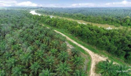 Kinerja CPO Grup Salim Menggembirakan, Ini Rekomendasi Sahamnya