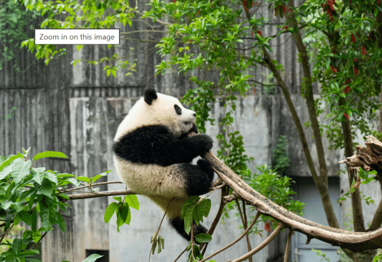 6 Negara Dunia yang Menggunakan Hewan dalam Diplomasi, Termasuk Komodo!