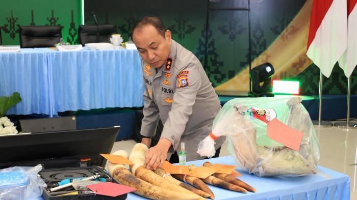 Bangkai gajah tanpa kepala ungkap perburuan ilegal di Riau