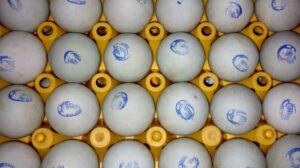 Cara membuat telur asin tahan lama dari ahli, jangan lewati tahapan ini