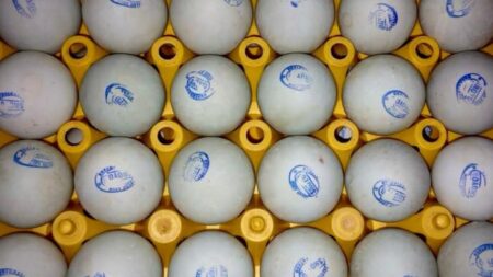 Cara membuat telur asin tahan lama dari ahli, jangan lewati tahapan ini